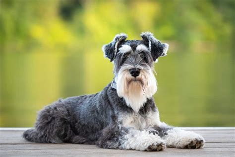 Miniature Schnauzer Ultimate Guide: Pictures, Characteristics, & Facts ...