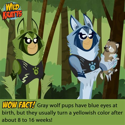 Wild Kratts on Twitter: "Did someone say Little Howler?! 🐺 Gray wolf ...