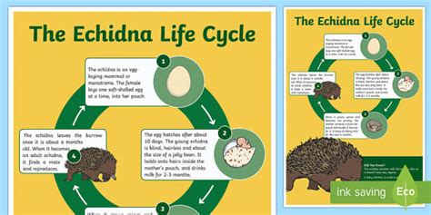 Life Cycle of an Echidna Display Poster (teacher made)