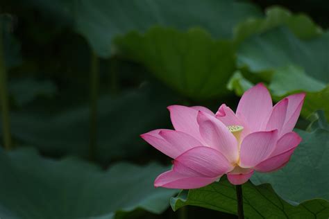 Pink Lotus on Water · Free Stock Photo