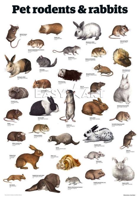 Pet rodents, Nature animals, Animal infographic