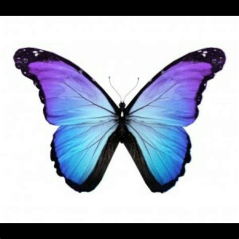 Blue Morpho Butterfly Tattoo