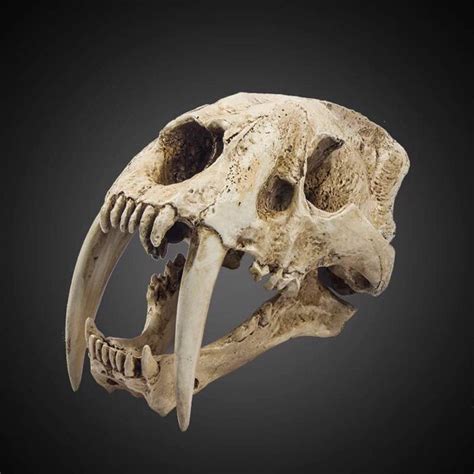 Fine life-size replica Sabre-toothed tiger skull - Smilodon - 35 x 20 x 18.5 cm - 3 kg - Catawiki