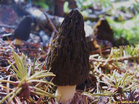 Black Morel Mushrooms ~ Fresh and Dried Morels for Sale