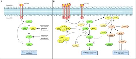 Frontiers | Current State of Target Treatment in BRAF Mutated Melanoma