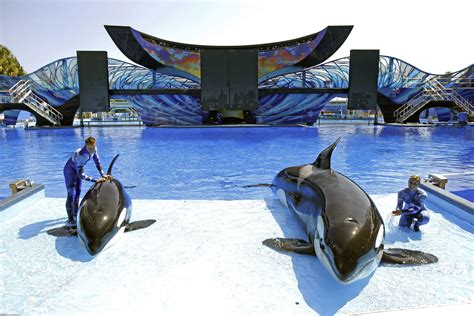 Analysis shows long lives at SeaWorld - The Boston Globe