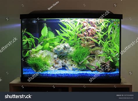 Fish Tank Stock Photos - 141,421 Images | Shutterstock