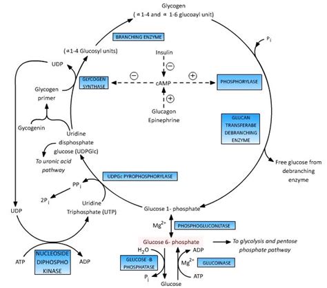 Glucose 6 Phosphate : Central to Glucose Metabolism | Epomedicine