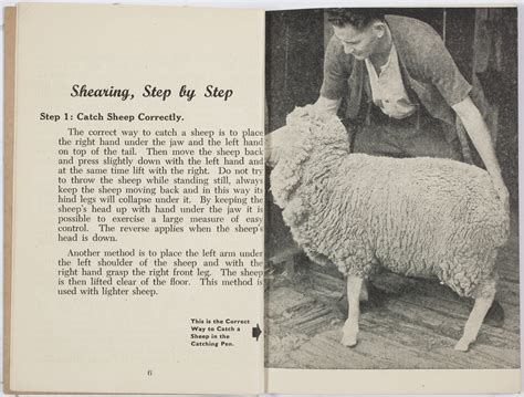 Sheep shearing | Australian agricultural and rural life | Stories | State Library of NSW