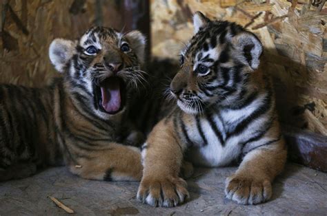 Istanbul’s AslanPark welcomes Bengal tiger cubs | Daily Sabah