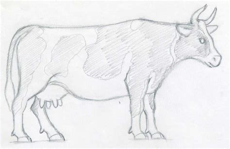 How To Draw A Cow easy way