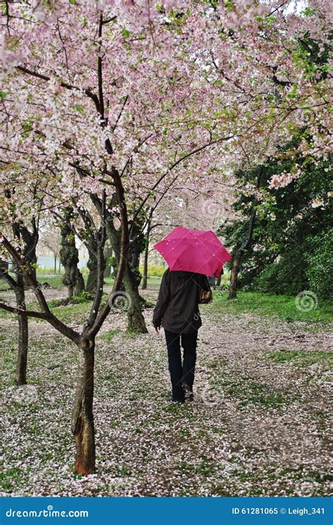 Cherry Blossoms in DC stock image. Image of blossom, blossoms - 61281065