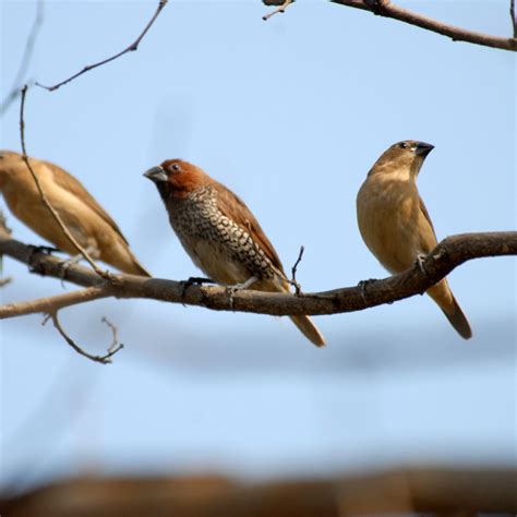 Yamuna Biodiversity Park | Sahapedia