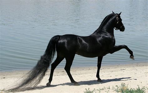 Beautiful Wallpapers For Desktop: HD Black Horse wallpapers