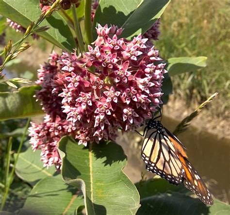 about milkweed and monarchs - MilkweedWatch