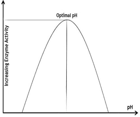 How Does pH Affect Enzyme Activity? (Graph & Experiment) - JournalHow