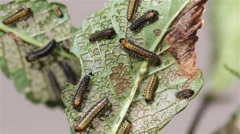 Elm Leaf Beetle | University of Maryland Extension