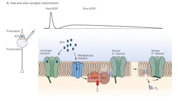 Synaptic Transmission – Synapses, Neurotransmitter Receptors