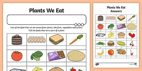 Food From Plants Worksheet - Primary Resources - Twinkl