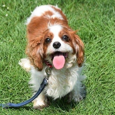 Should you get a Cavalier King Charles Spaniel Rescue Dog? - spanielking