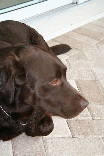 26+ Labrador breeders near me ideas