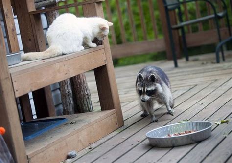 Get Yourself Raccoon Proof Cat Feeders And Save Cat Food From The ...