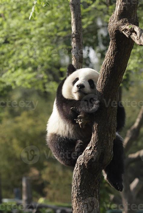 Panda cub sleeping on a tree.Version II 900676 Stock Photo at Vecteezy