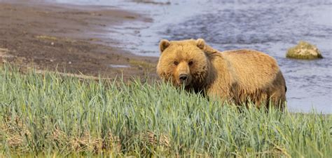 Nat Hab’s New Alaska Bear Camp - swedbank.nl