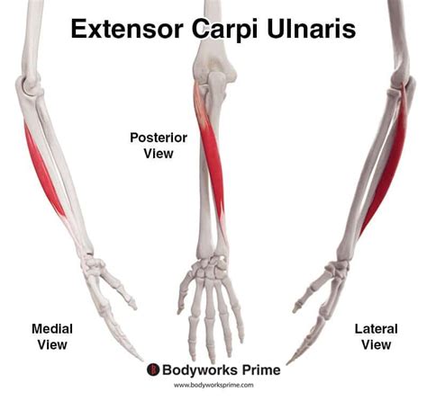 Extensor Carpi Ulnaris Muscle Anatomy - Bodyworks Prime