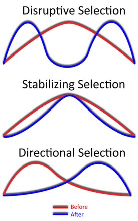 Stabilizing Selection Graph