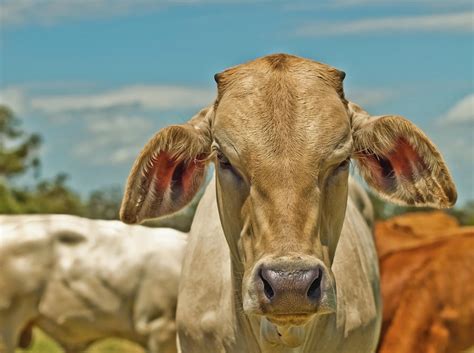 Australian beef cattle charolais bred for meat Photograph by Sheryl ...