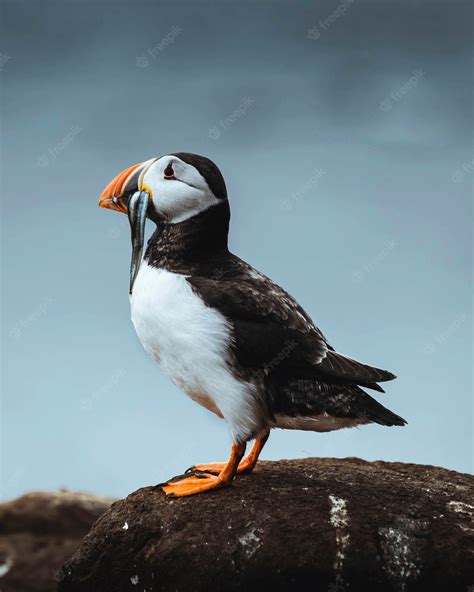 Premium Photo | Closeup of a puffin with fish in its beak