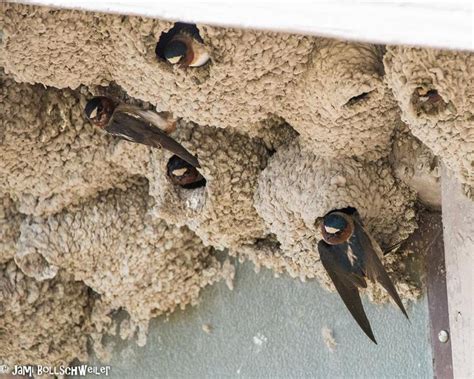 Barn Swallow bird nests, Utah | Bird photography, Wildlife photography ...