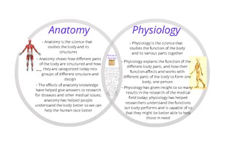 Difference Between Anatomy And Physiology Definition,, 43% OFF