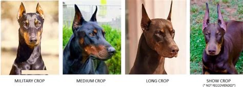 Doberman Ear Cropping Styles Chart: A Comprehensive Guide