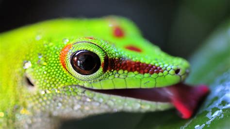 4K Lizards Wallpapers High Quality | Download Free