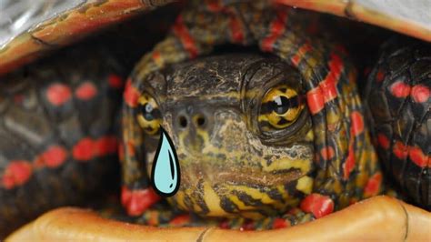 Can Turtles Cry? — Let’s Find Out! – animalfoodplanet