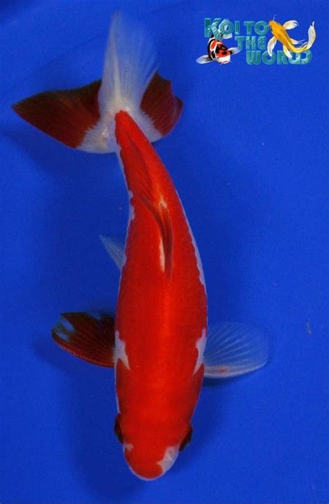 an orange and white fish swimming in blue water