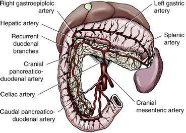 Pancreas | Veterian Key