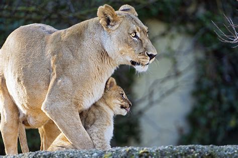 Photos Animals lion Cubs Lioness 2