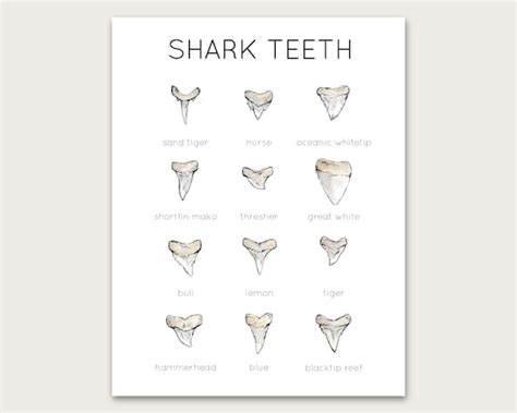 Shark Teeth Poster/art Print - Etsy