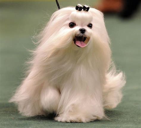 Dog hair style 28 Maltese Breed, Small Dog Breeds, Cat Breeds, Small Dogs, Cute Puppies, Dogs ...