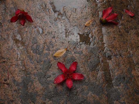 Red Flowers in Jiangmen - Isidor's Fugue