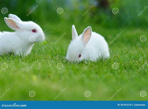 Baby White Rabbit Pictures