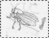 Cicada Coloring Page For Kids Vector  sketch template