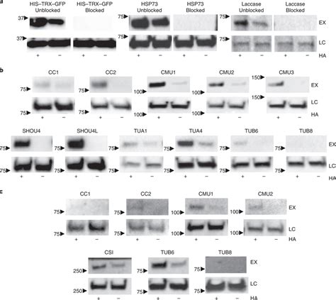 Validation of S-acylated proteins using acyl-RAC assays and... | Download Scientific Diagram