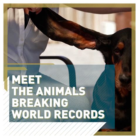 WATCH: The animals breaking Guinness World Records - CGTN