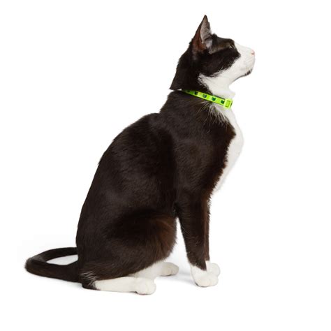 YOULY Neon Yellow Cat Collar, Medium | Petco