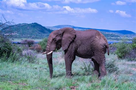 African Elephant with Protective Mud in Their Natural Habitat Stock Image - Image of bull ...