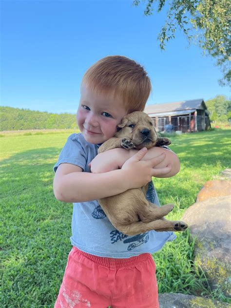 Golden Retriever Puppies For Sale In Arkansas